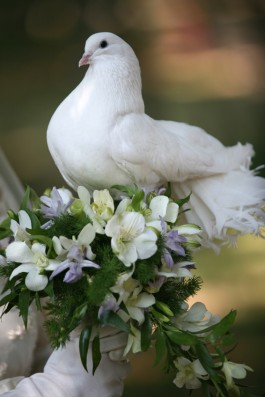 Bild 2 Hochzeitstauben Bild 2 Hochzeitstauben
